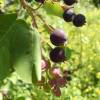 Serviceberry, canadian