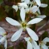 Serviceberry, canadian