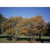 Serviceberry, canadian
