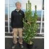 Strawberry tree
