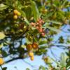 Strawberry tree