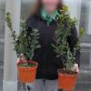 Strawberry tree