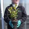 Strawberry tree