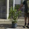 Strawberry tree