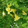 Pea shrub, Siberian