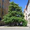 Catalpa, Southern