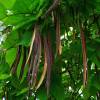 Catalpa, Southern