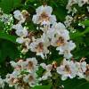 Catalpa, Southern