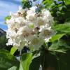 Catalpa, Southern