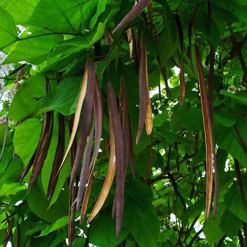 catalpa-southern_UK_500_0000308.jpg