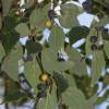 Nettle Tree