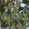 Nettle Tree