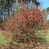 Quince, Japanese flowering Red