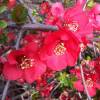 Quince, Japanese flowering Red