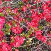 Quince, Japanese flowering Red