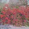 Quince, Japanese flowering Red