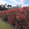 Quince, Japanese flowering Red