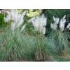 Pampas grass