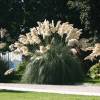 Pampas grass