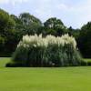 Pampas grass