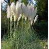 Pampas grass