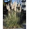 Pampas grass