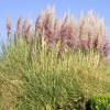 Pampas grass, pink