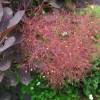 Smoke bush, purple