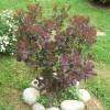 Smoke bush, purple