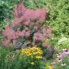 Smoke bush, purple