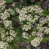 Cotoneaster, milkflower