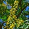 Goldenrain tree