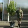 Strawberry tree Specimen