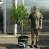 Strawberry tree Specimen