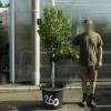 Strawberry tree Specimen