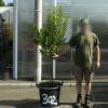 Strawberry tree Specimen