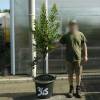 Strawberry tree Specimen