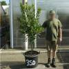 Strawberry tree Specimen