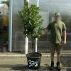 Strawberry tree Specimen