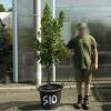 Strawberry tree Specimen