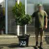 Strawberry tree Specimen