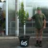 Strawberry tree Specimen