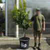 Strawberry tree Specimen