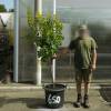 Strawberry tree Specimen