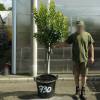 Strawberry tree Specimen