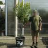 Strawberry tree Specimen