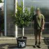 Strawberry tree Specimen