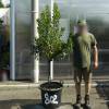 Strawberry tree Specimen