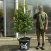 Strawberry tree Specimen