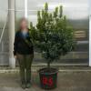 Strawberry tree Specimen